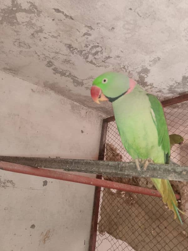 parrots for sale 6