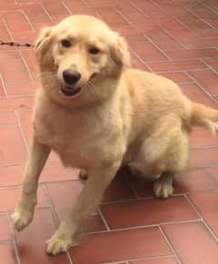 good quality  Golden Retriever sale