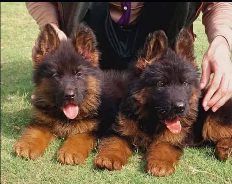 German shepherd puppies Double Coat My WhatsApp number 03001868066 0