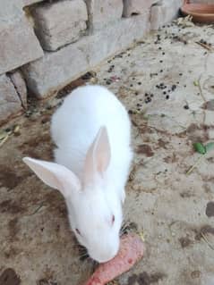 Rabbit babies red eyes