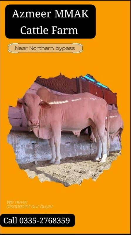 Nokra pure for sale Qurbani 2025 0