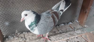 fancy pigeon