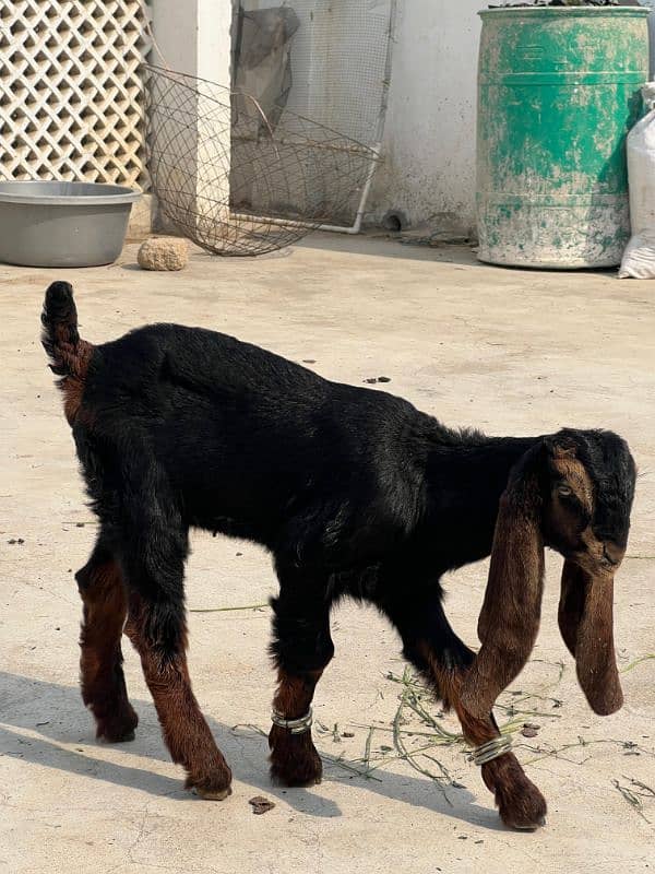 bakra for sale 0