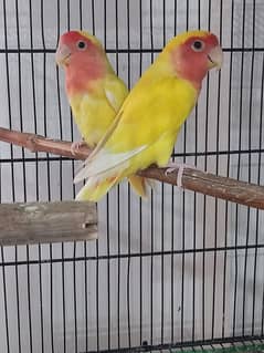 lovebirds