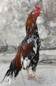 Aseel Hens high quality