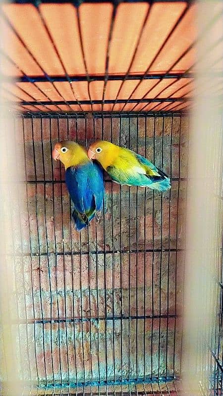 love birds 4