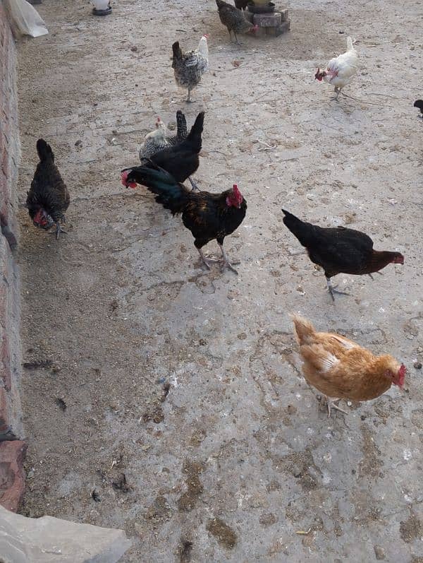 hens for sale 1