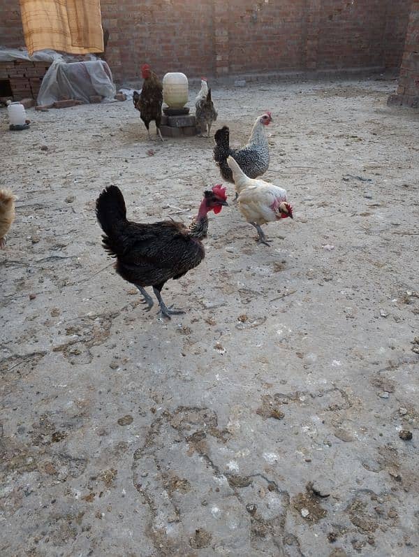 hens for sale 2