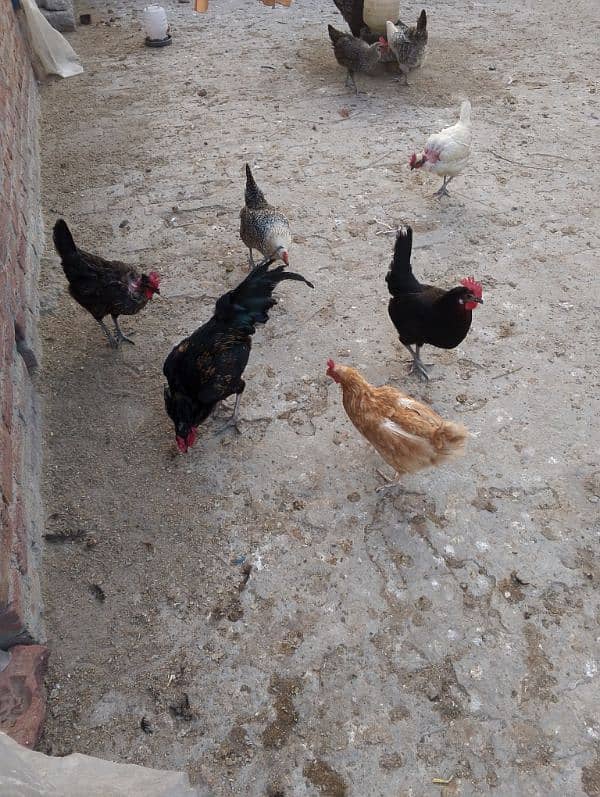 hens for sale 3