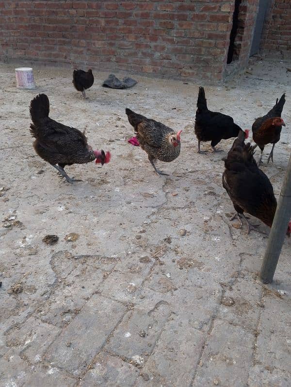 hens for sale 4