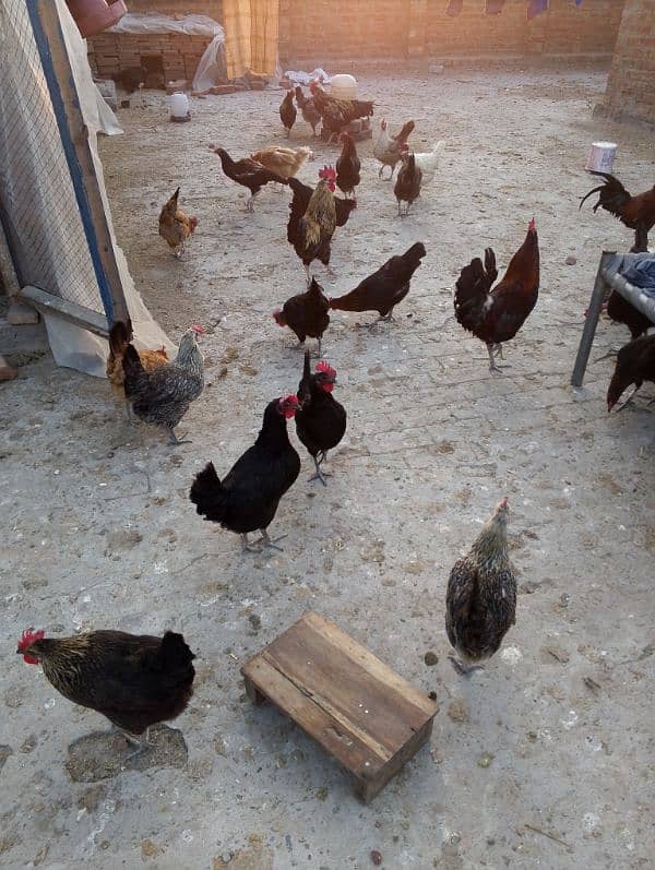 hens for sale 5