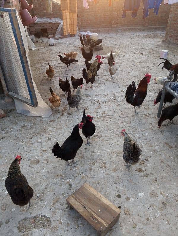 hens for sale 6