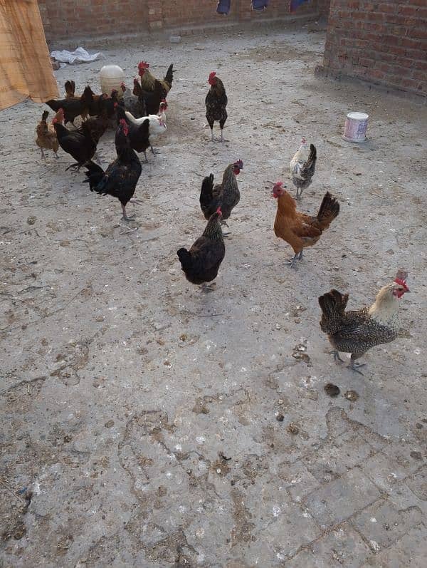 hens for sale 7