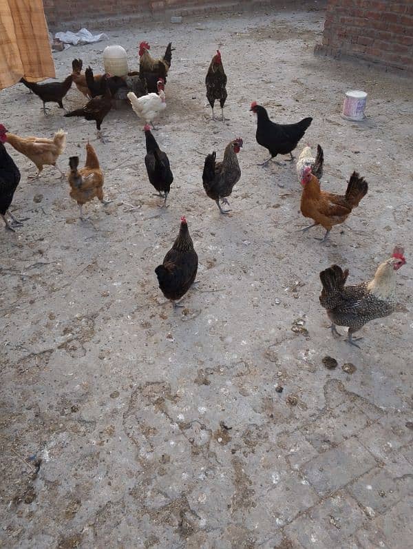 hens for sale 8