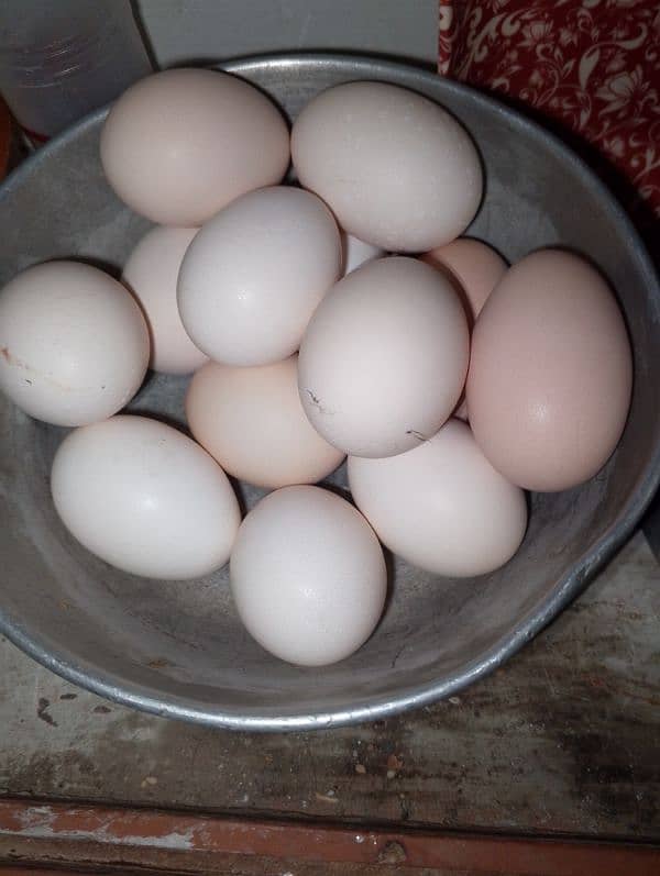 hens for sale 12