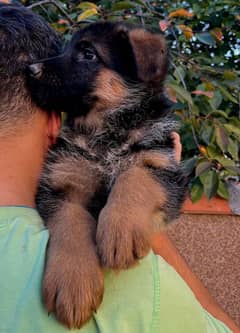 German shepherd puppies Double Coat My WhatsApp number 03001868066