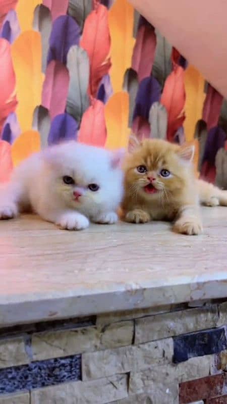 Persian beautiful cat for sale0329/2443631 my WhatsApp number 0