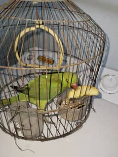 Parrot for sale