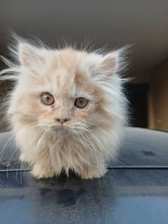 Persian Male Cat - Persian Kitten - Persian Cat