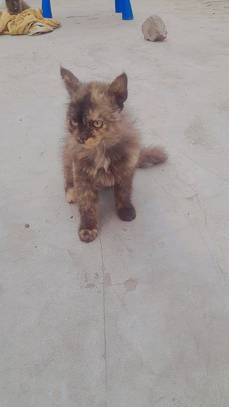 3month kitten availble 03141647626 0