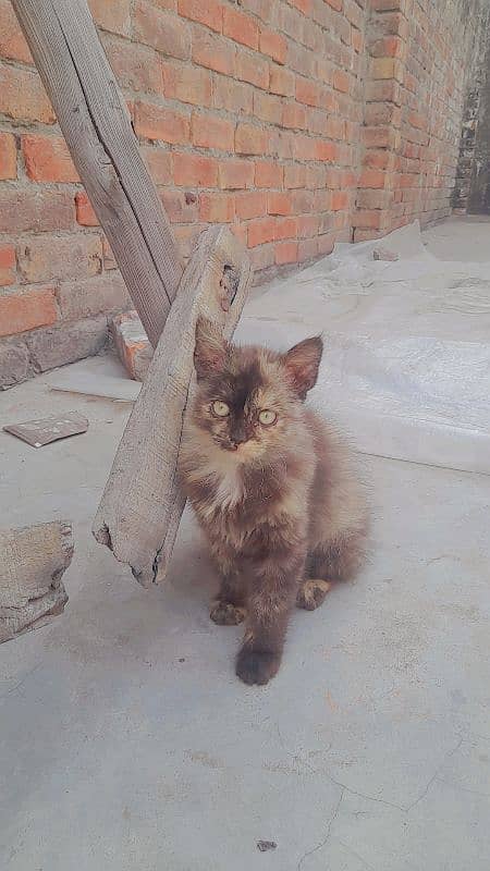 3month kitten availble 03141647626 3