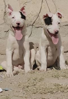 Pure Kohati Gultair Pair Age 3 Month for sale