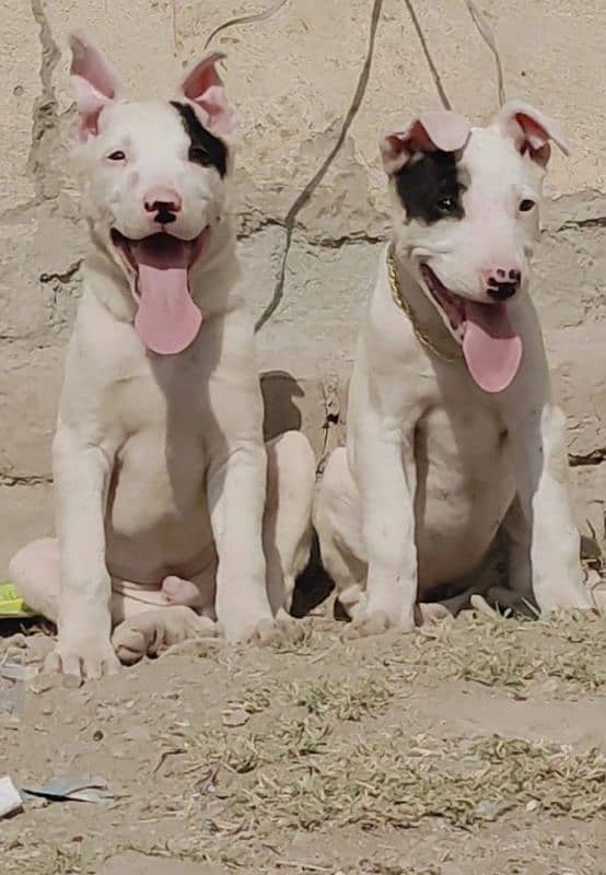 Pure Kohati Gultair Pair Age 3 Month for sale 0