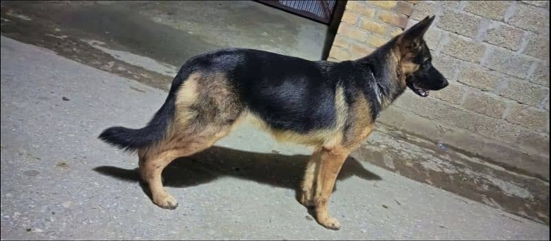 German Shepherd female available for sale 0