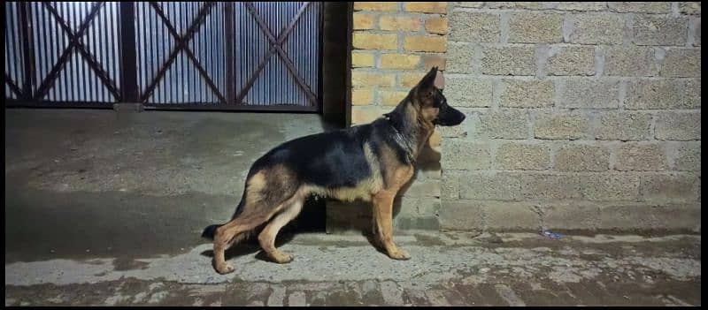 German Shepherd female available for sale 1