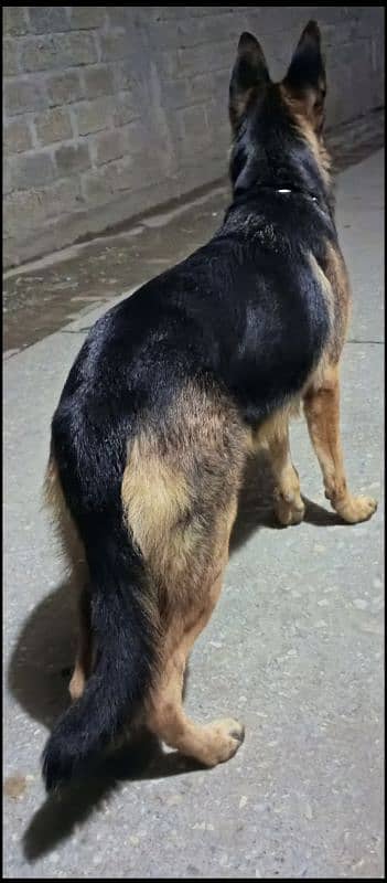 German Shepherd female available for sale 2