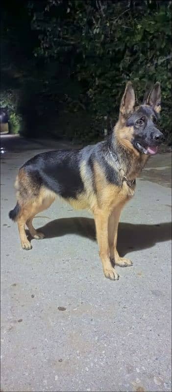 German Shepherd female available for sale 3