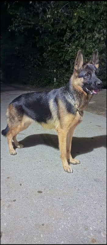 German Shepherd female available for sale 4