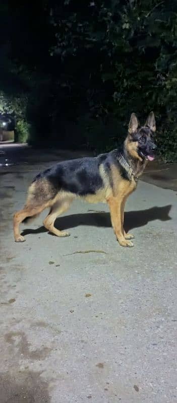 German Shepherd female available for sale 5