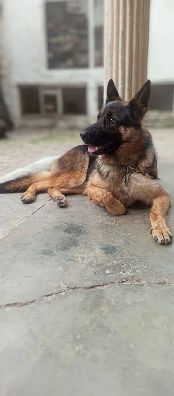 German Shepherd female available for sale 6