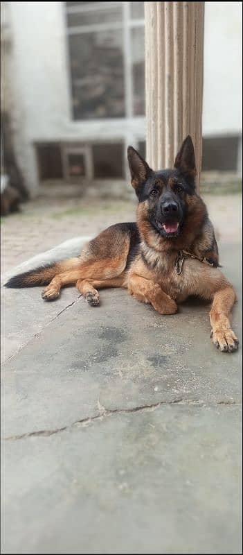 German Shepherd female available for sale 7