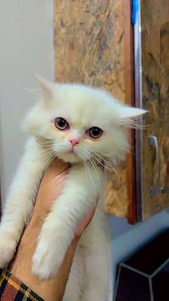 Persian kitten