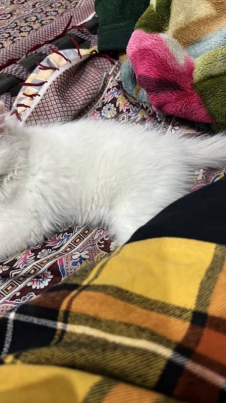 Persian kitten 1