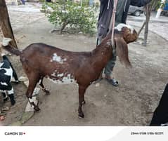 Beautiful Goat for sale