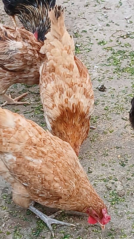 desi hen's female's for sale 0