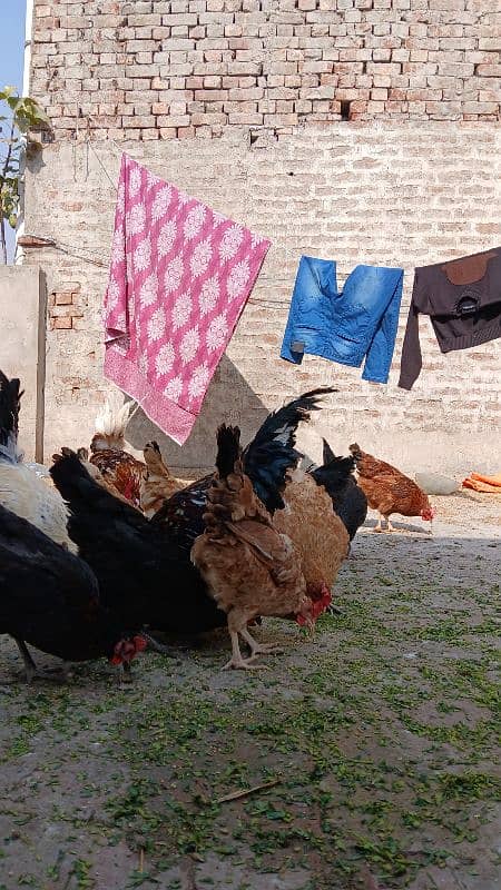 desi hen's female's for sale 1