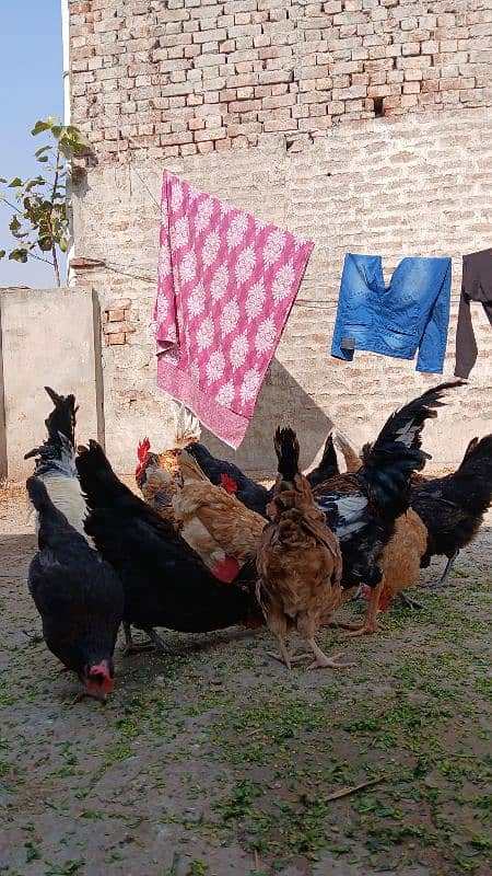 desi hen's female's for sale 2