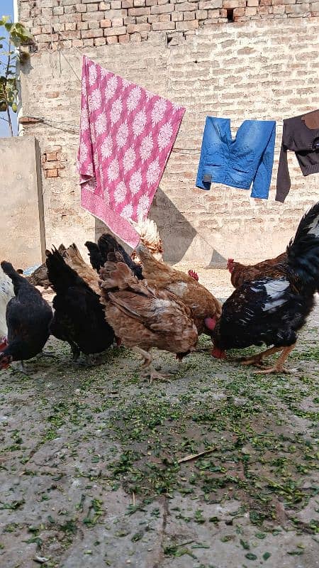 desi hen's female's for sale 3