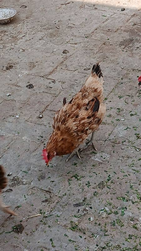 desi hen's female's for sale 4