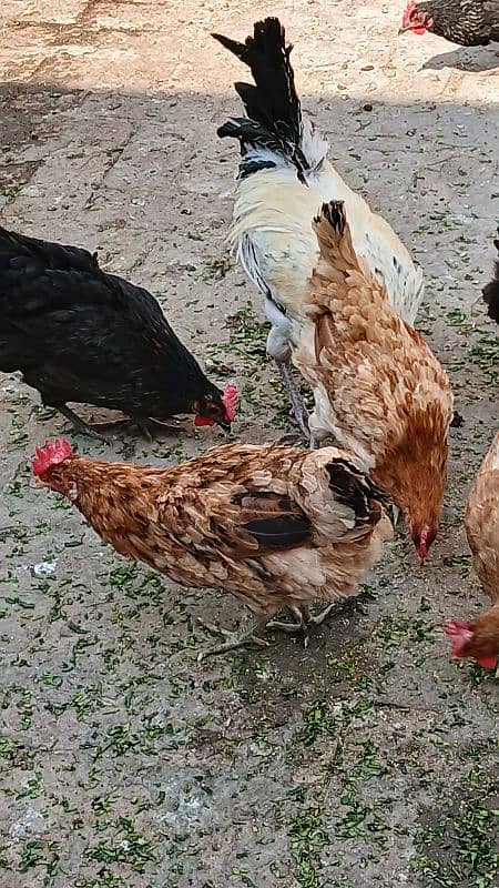 desi hen's female's for sale 5