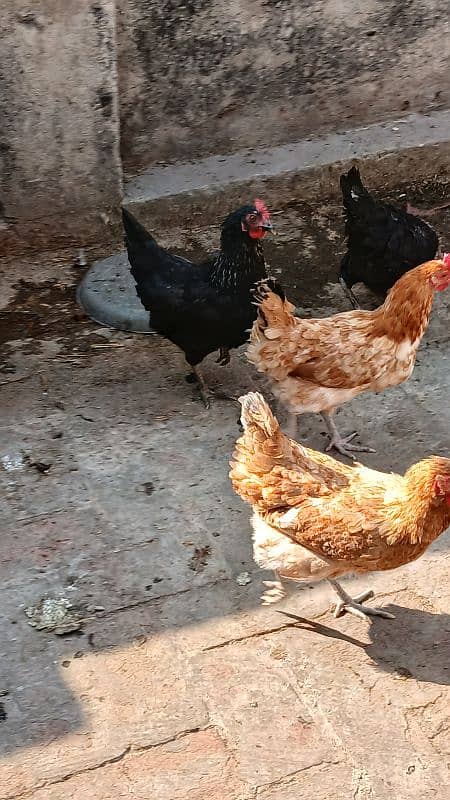 desi hen's female's for sale 6