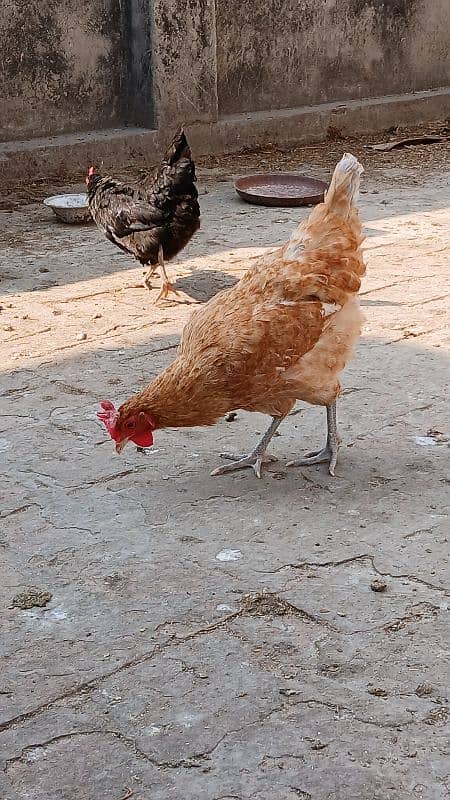 desi hen's female's for sale 7