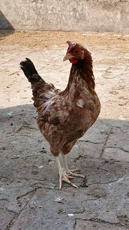 desi hen's female's for sale 8