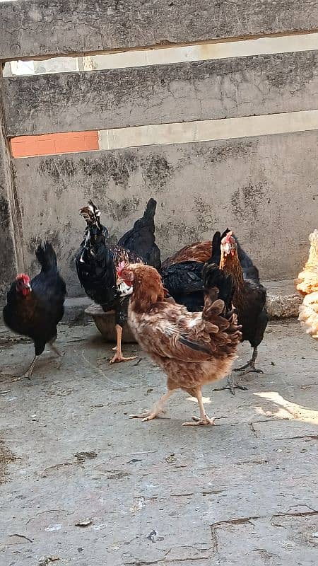 desi hen's female's for sale 9