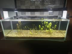 3-foot Fish aquarium with live plants and light