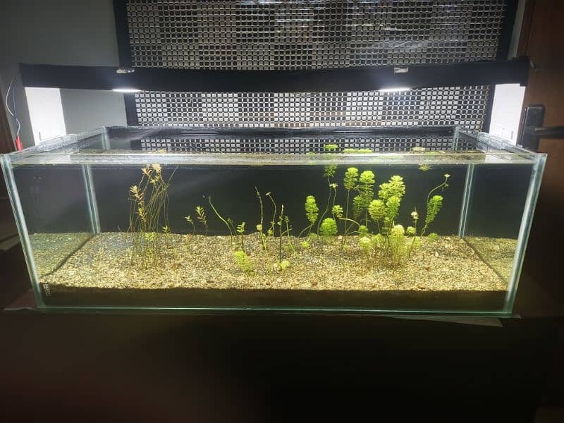 3-foot Fish aquarium with live plants and light 0